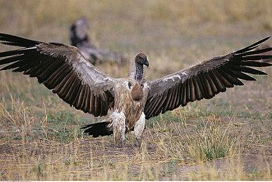 《星球大战绝地：幸存者》付费MOD：达斯维达