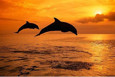 《灵魂骇客2》“日刊・林檎与恶魔的未来预测”开始！